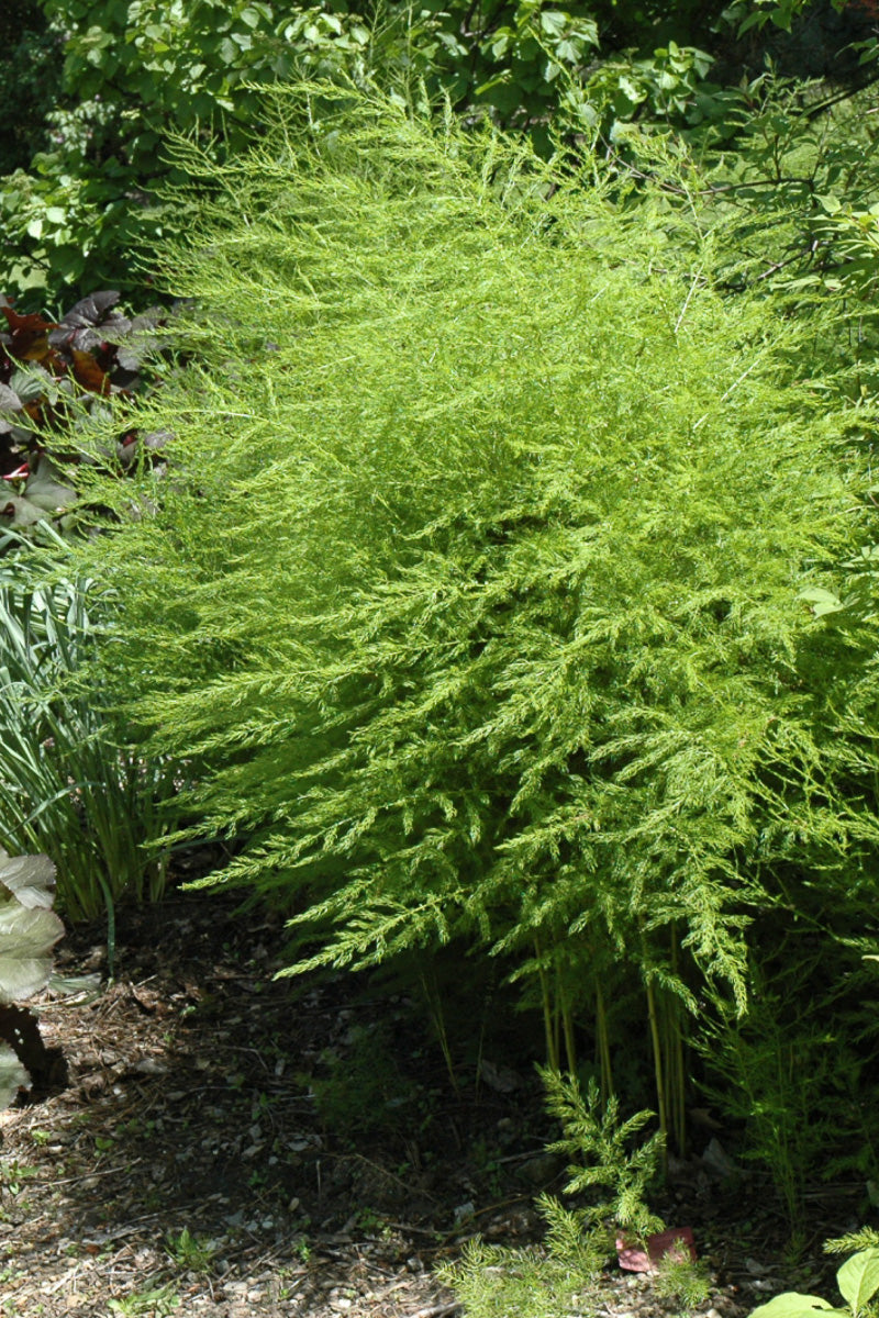 Asparagus, Mary Washington