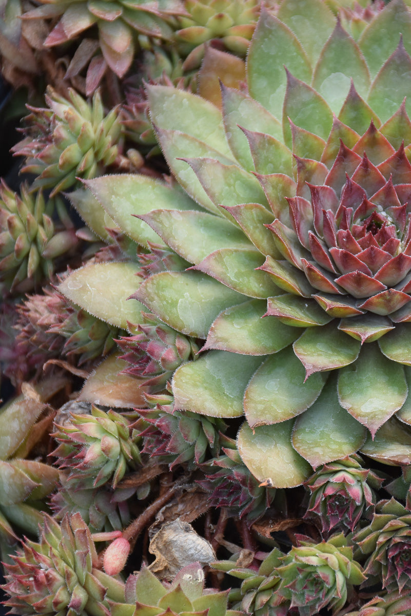 Hens & Chicks, Chick Charms Butterscotch Baby