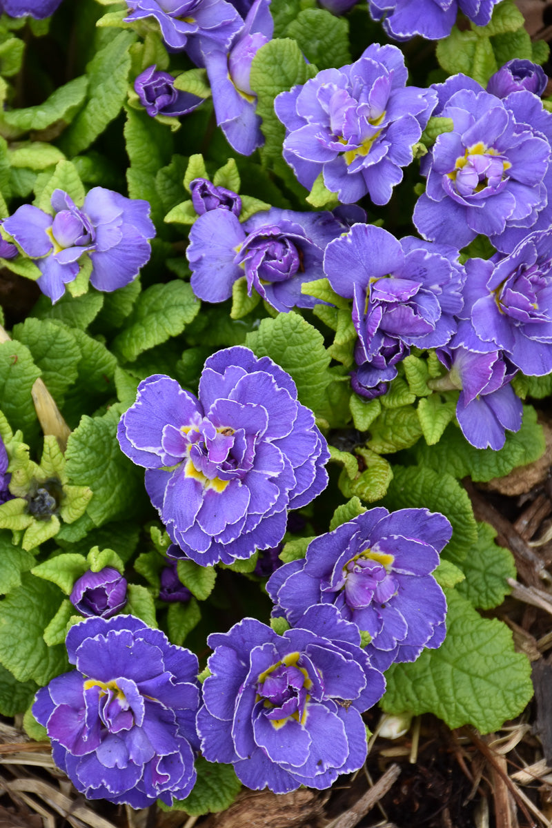 Primrose, Belarina Amethyst Ice