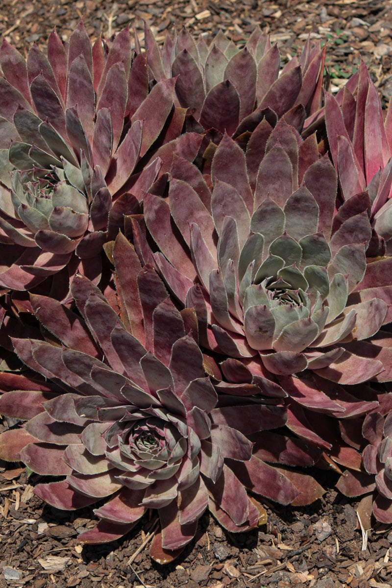 Hens & Chicks, Giant Pink Saphire