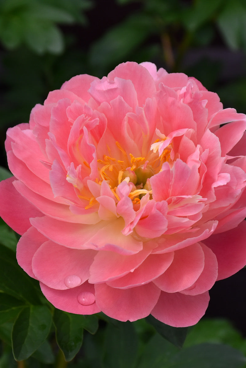 Peony, Pink Hawaiian Coral
