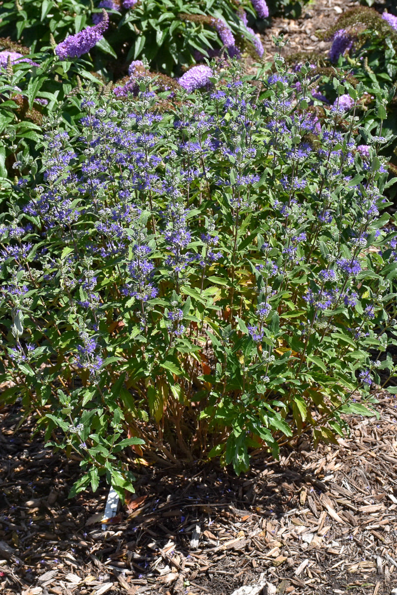 Caryopteris, Beyond Midnight