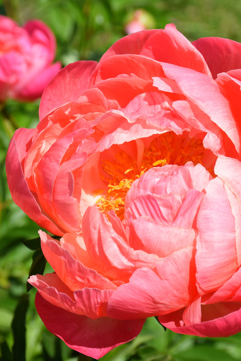 Peony, Coral Charm