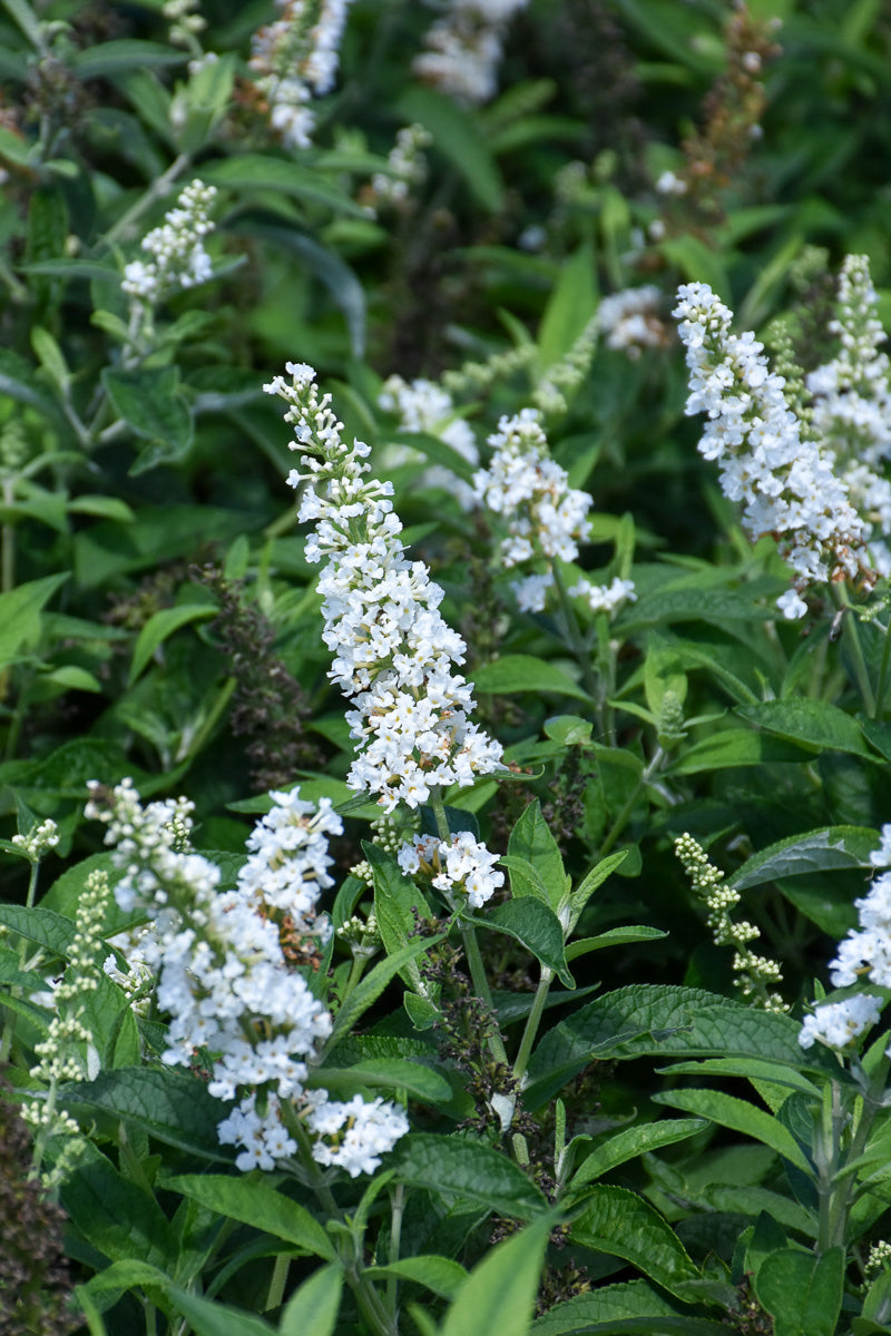 Butterfly Bush, Vanilla Treat