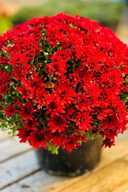 Mum Fall Hardy Red