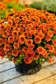 Mum Fall Orange