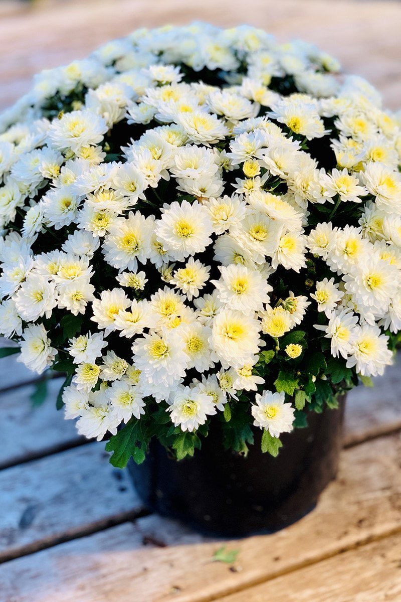 Mum Fall Hardy  White