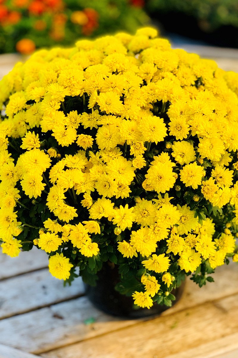 Mum Fall Premium Yellow