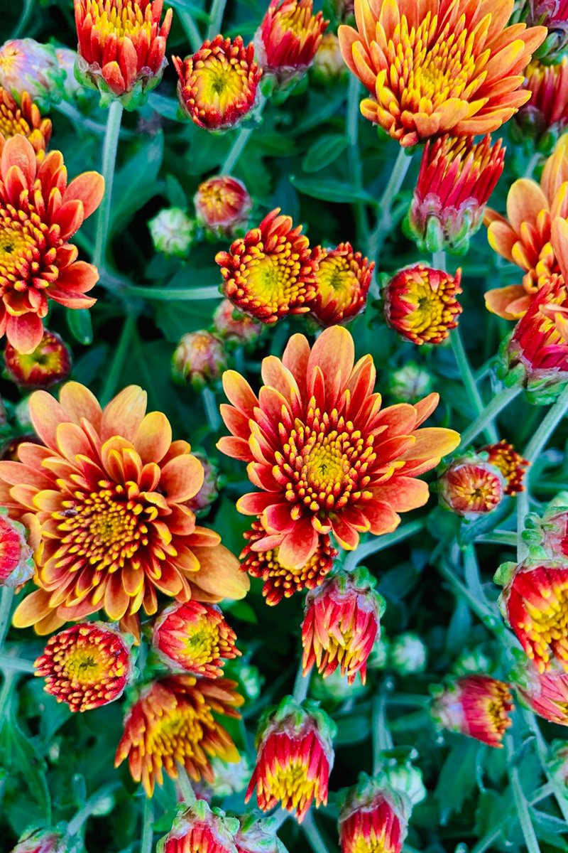 Mum Fall Premium Orange