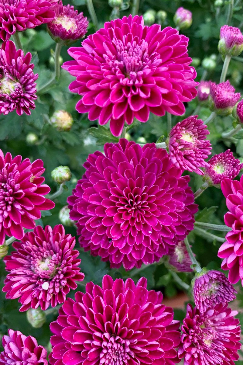 Mum Fall Hardy Purple