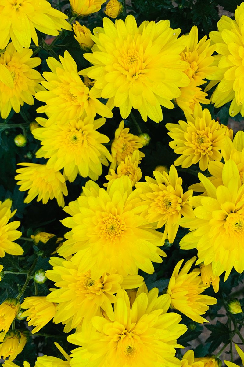 Mum, Fall Yellow