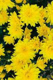 Mum Fall Yellow