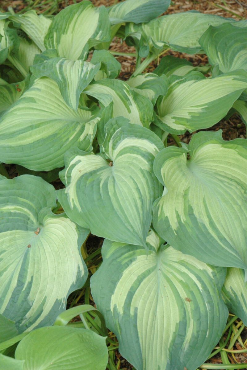Hosta, Guardian Angel