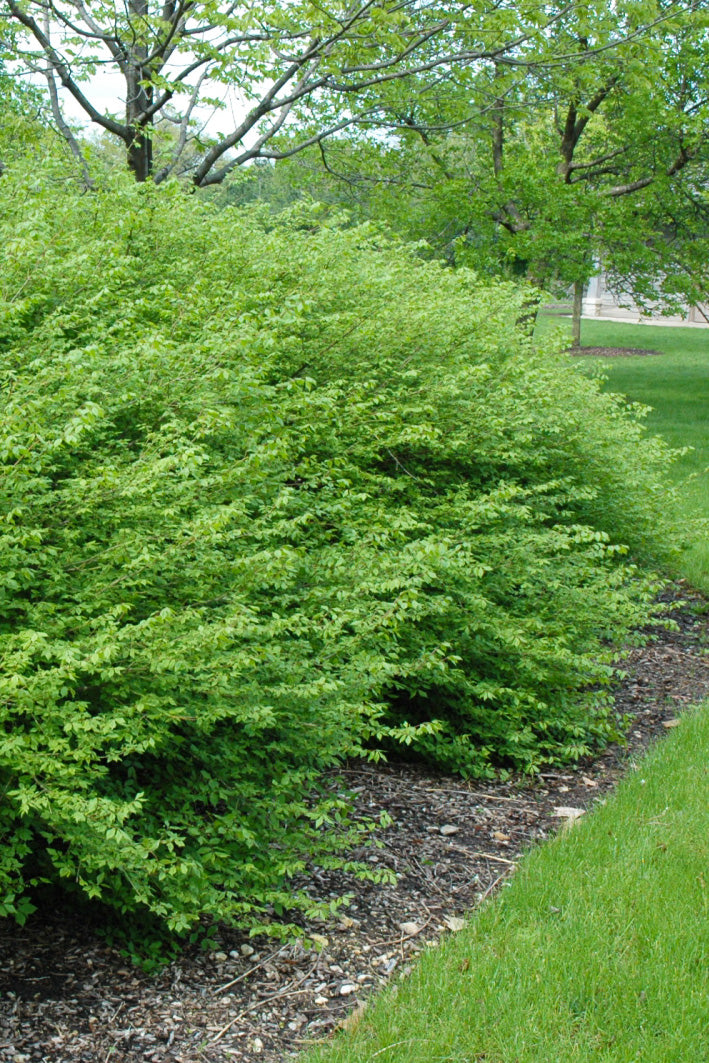 Burning Bush, Chicago Fire