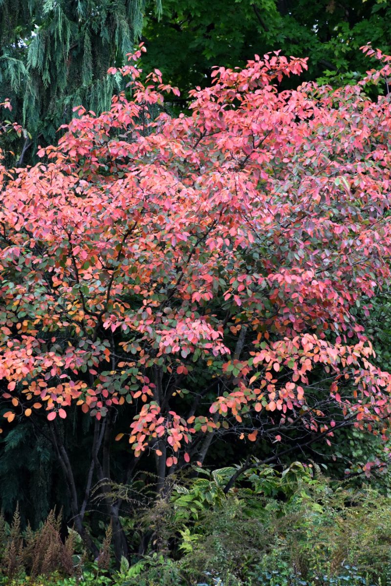 Serviceberry, Autumn Brilliance