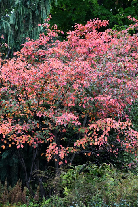Serviceberry, Autumn Brilliance