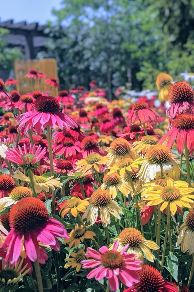 Coneflower, Cheyenne Spirit 1G