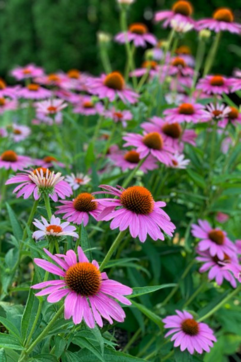 Coneflower, Magnus