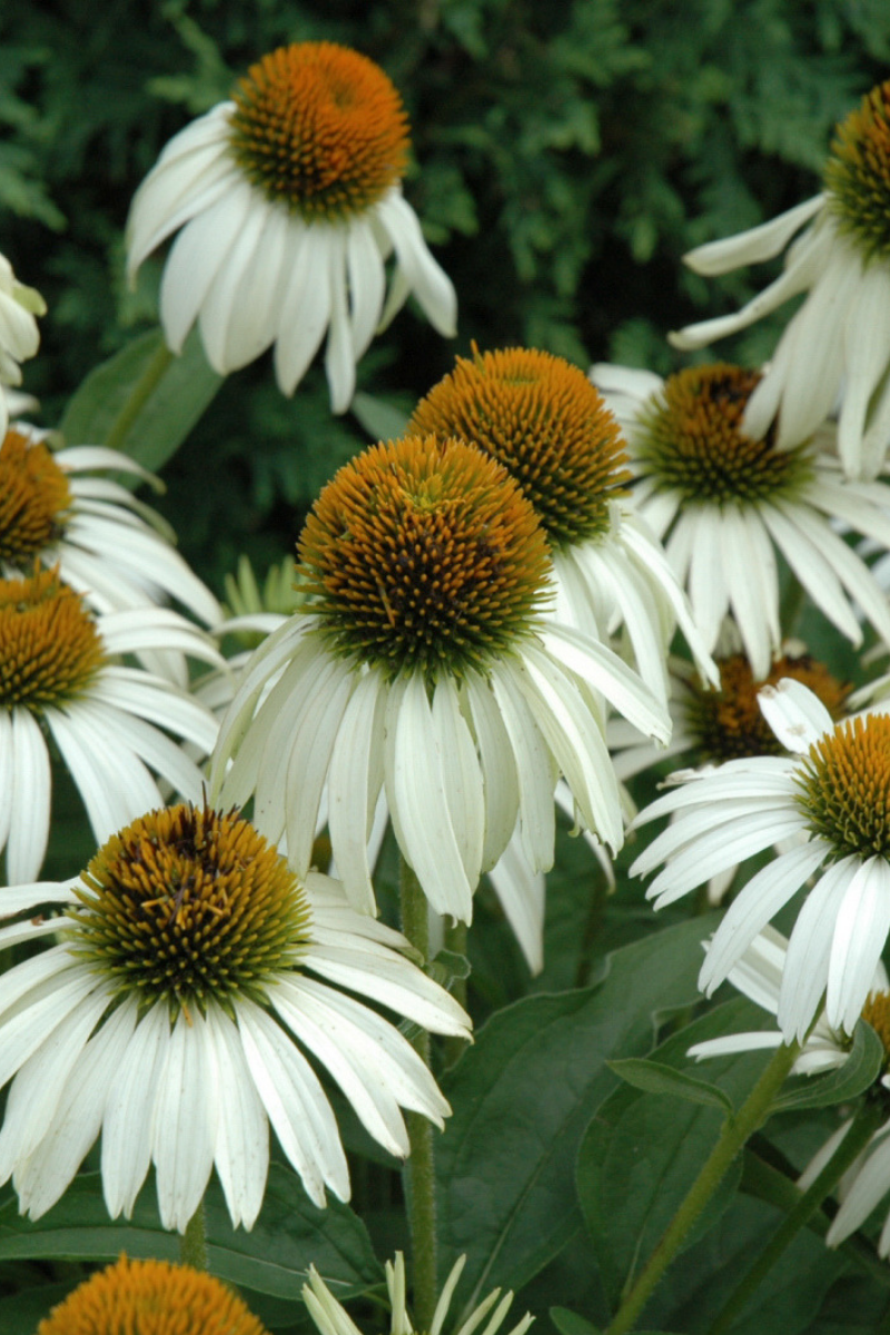Coneflower, White Swan