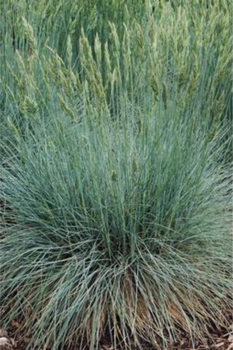 Grass, Fescue- Cool As Ice