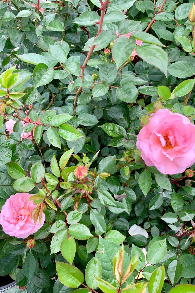 Rose, Calypso