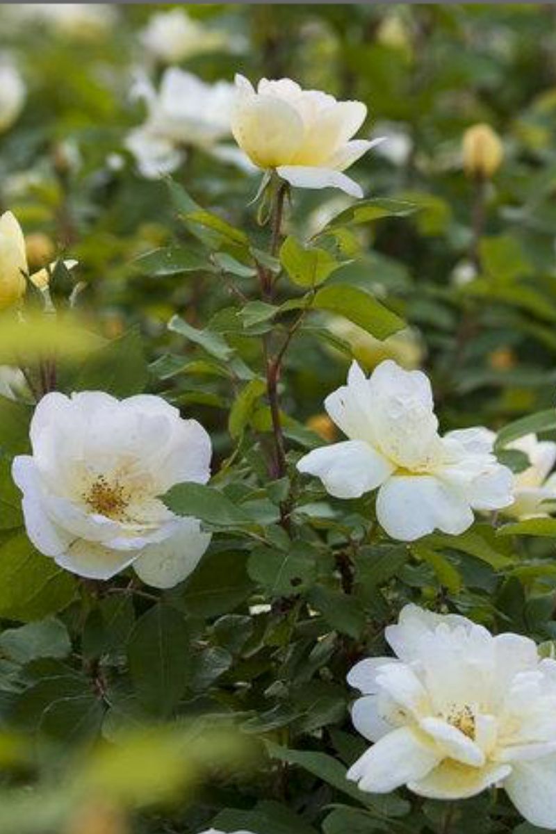 Rose, Knock Out Sunny