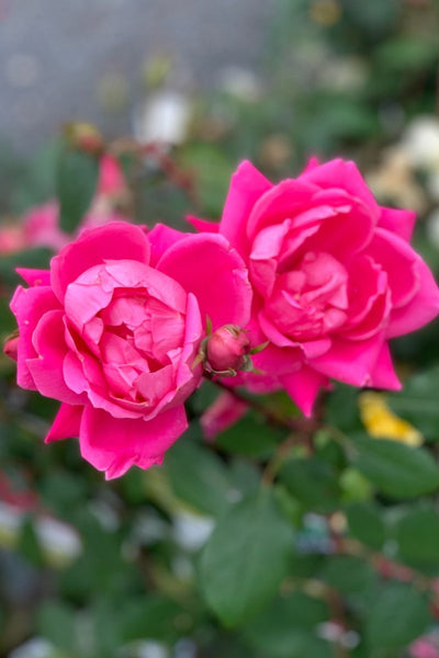 Rose, Knock Out Double Pink