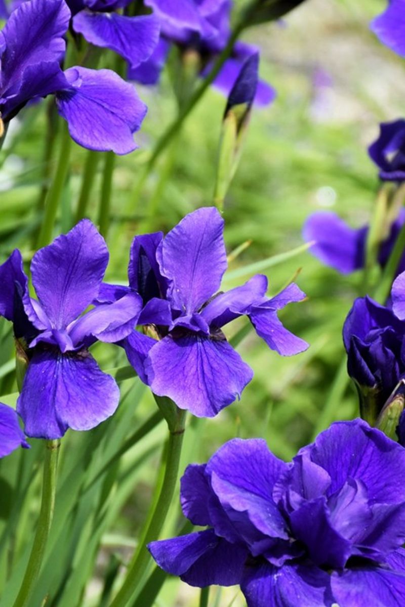 Iris, Siberian- Caesars Bro