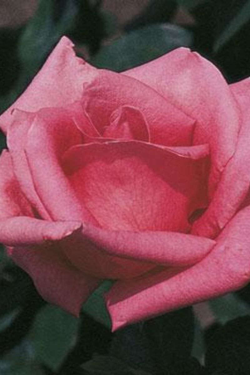 Rose, Pink Peace