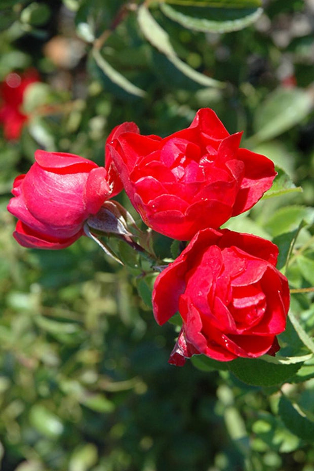 Rose, Floral Carpet Scarlet