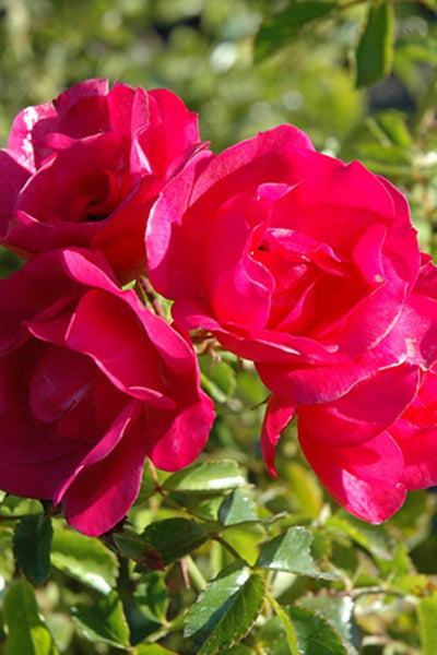Rose, Floral Carpet Pink Supreme