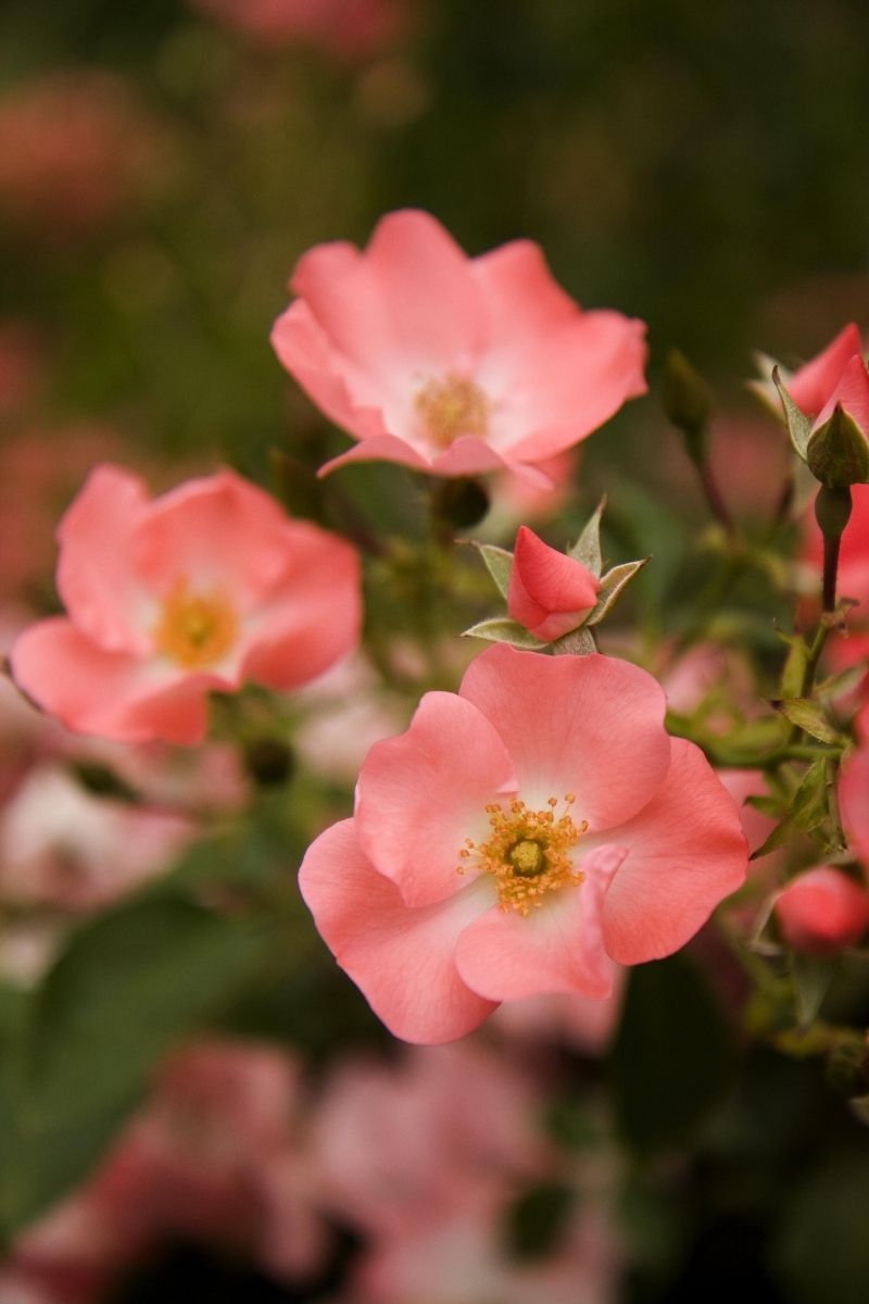 Rose, Floral Carpet Coral