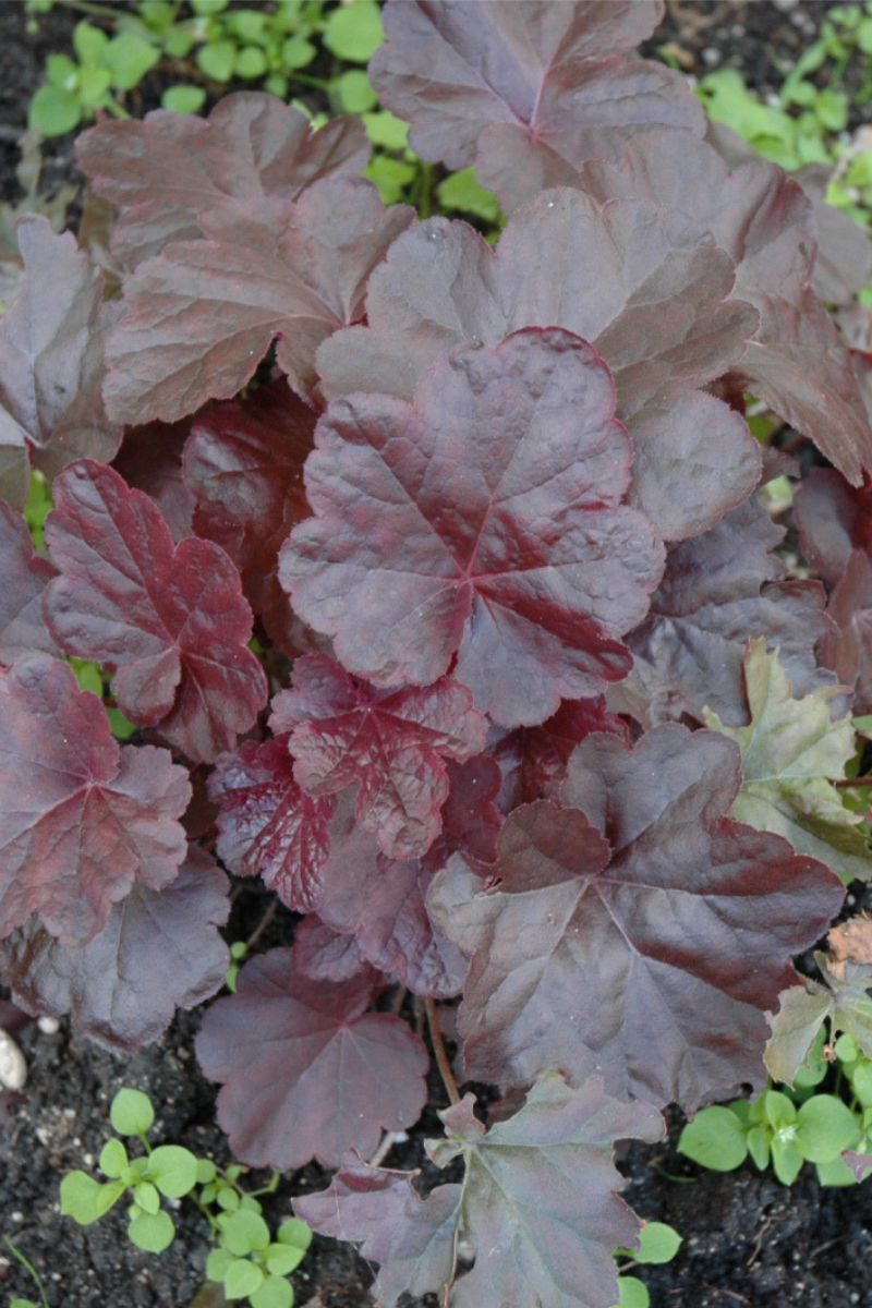 Coral Bells, Obsidian