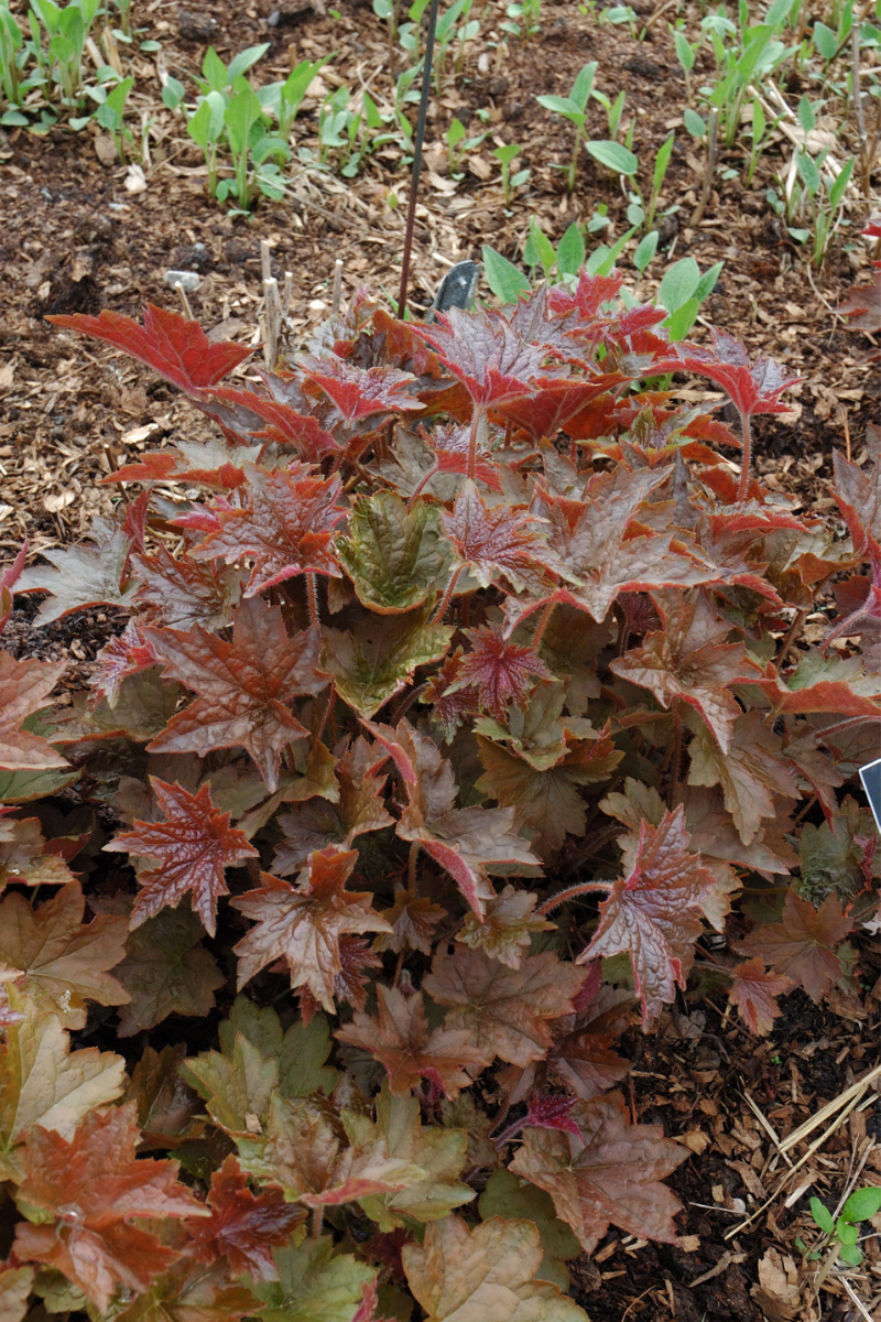 Coral Bells, Palace Purple