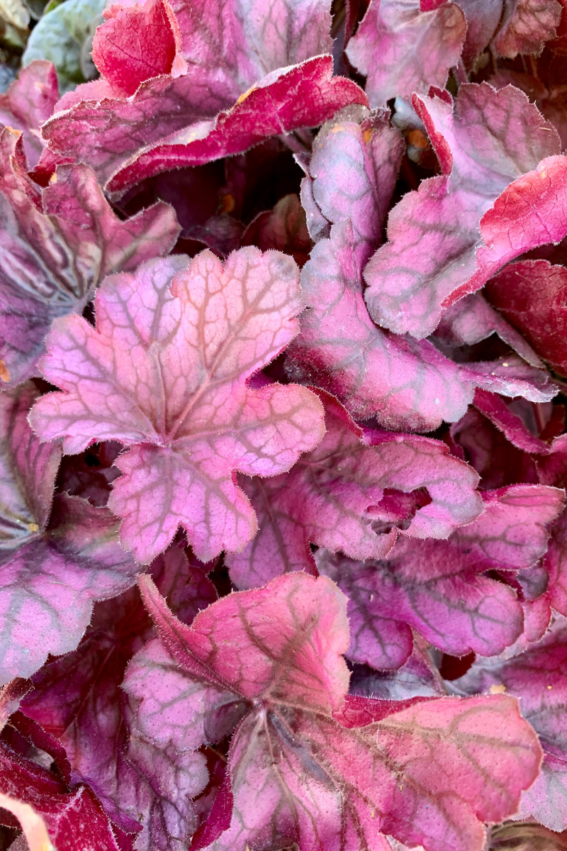 Coral Bells, Wild Rose