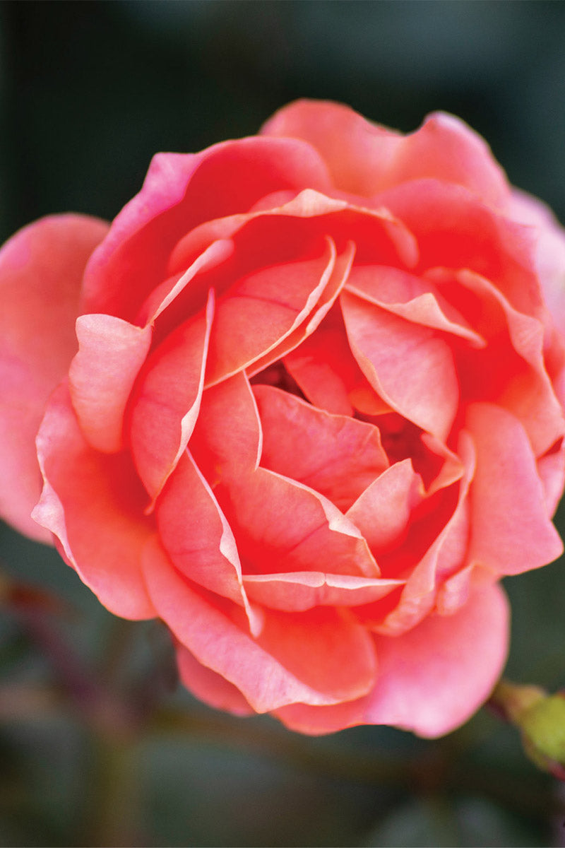 Rose, Knock Out Coral