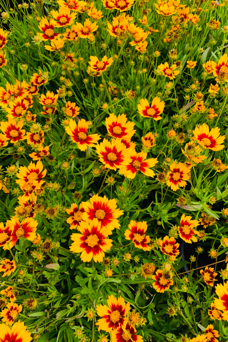 Coreopsis, Lil Bang Daybrk