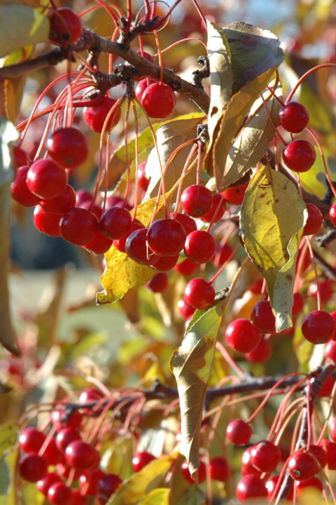 Crabapple, Red Jewel