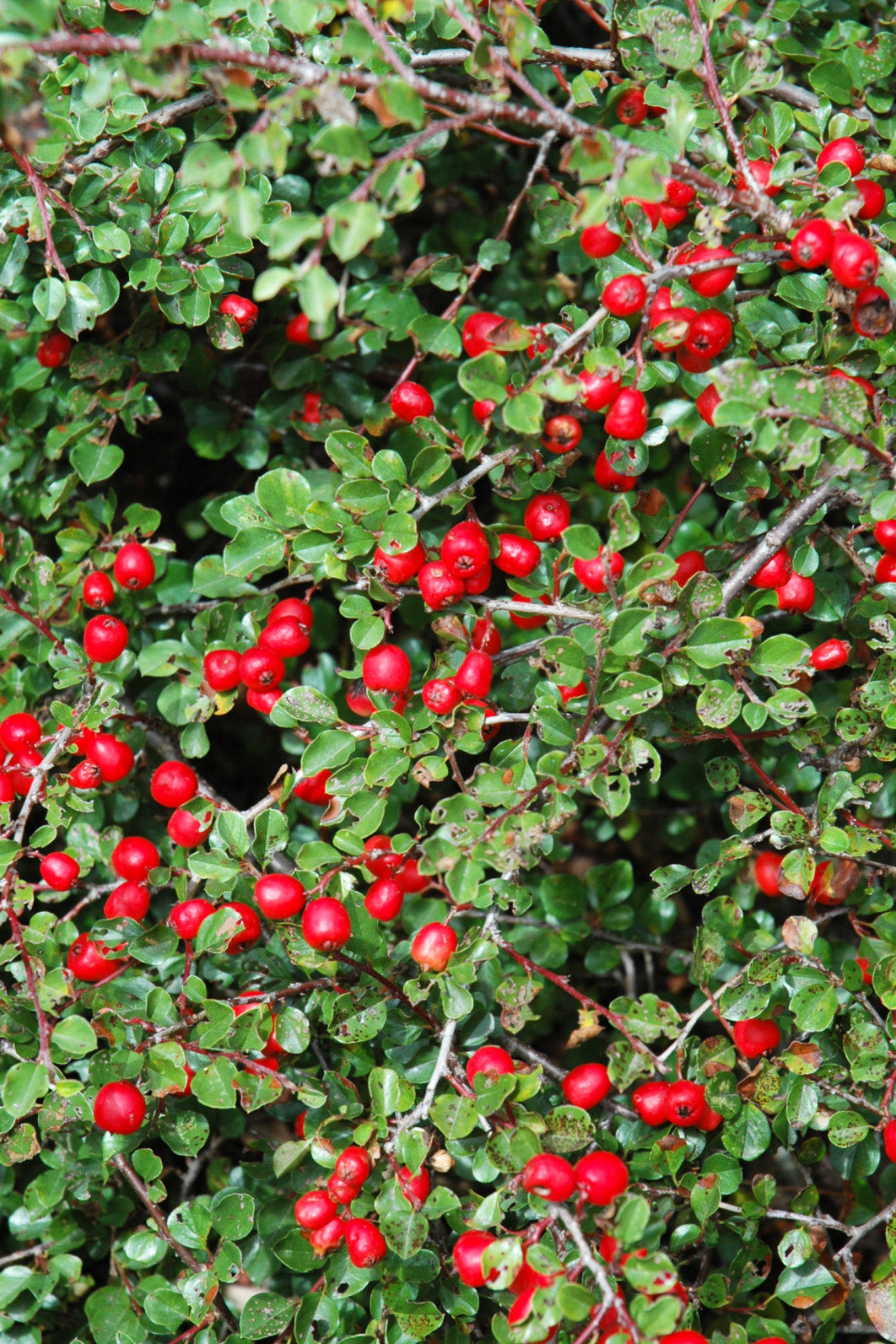 Cotoneaster, Cranberry
