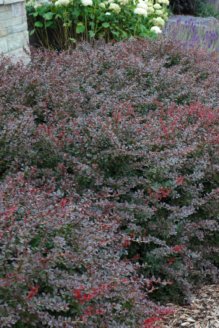 Barberry, Crimson Pygmy