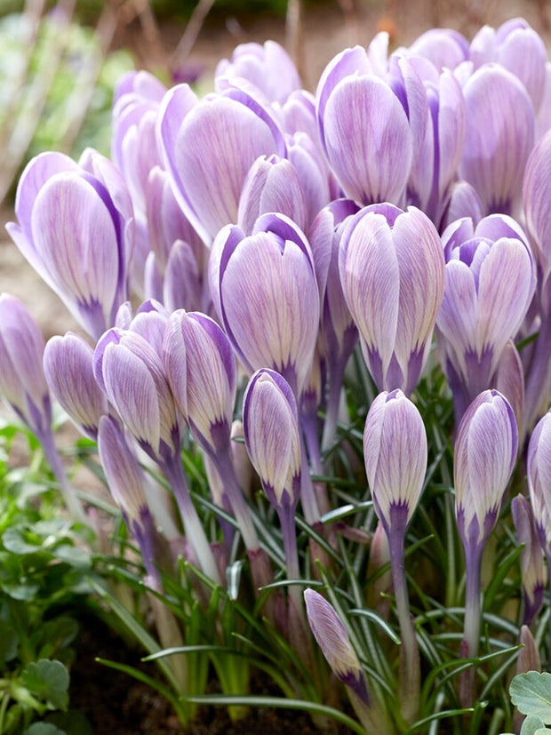 Crocus Striped Bird Bulbs 12/Pack