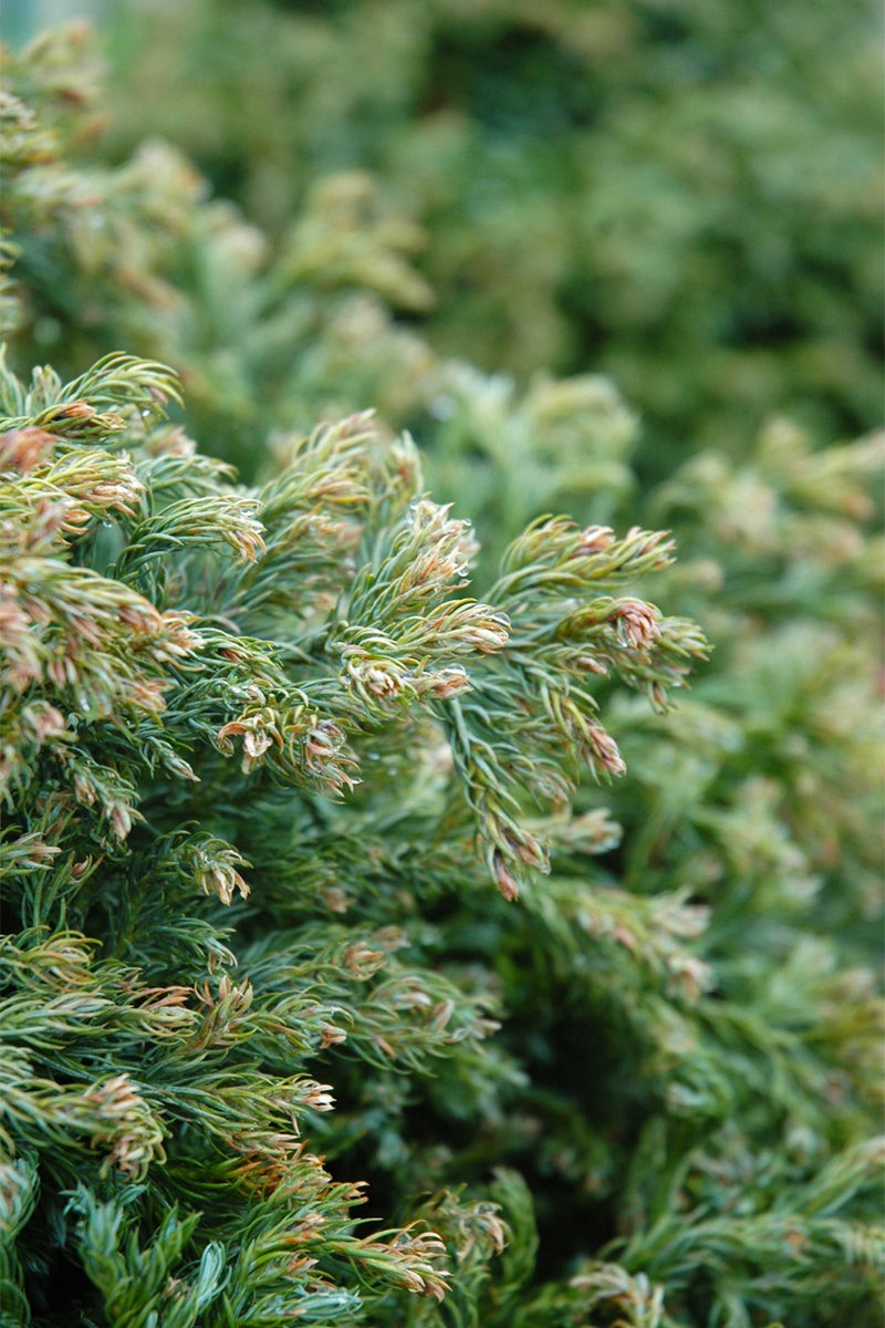 Falsecypress, Curly Tops