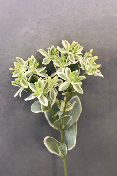 SILK, EUONYMUS VARI 18" STEM