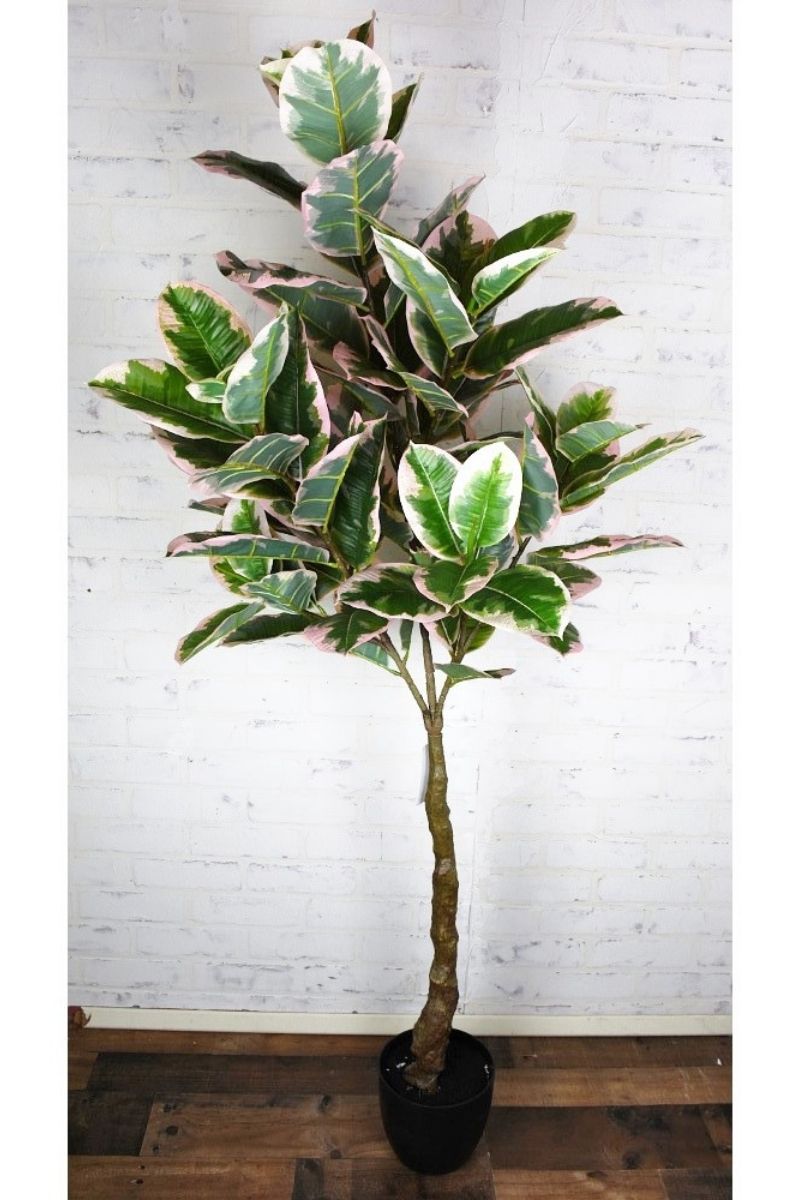 SILK, TREE RUBBER VARIGATED 5'