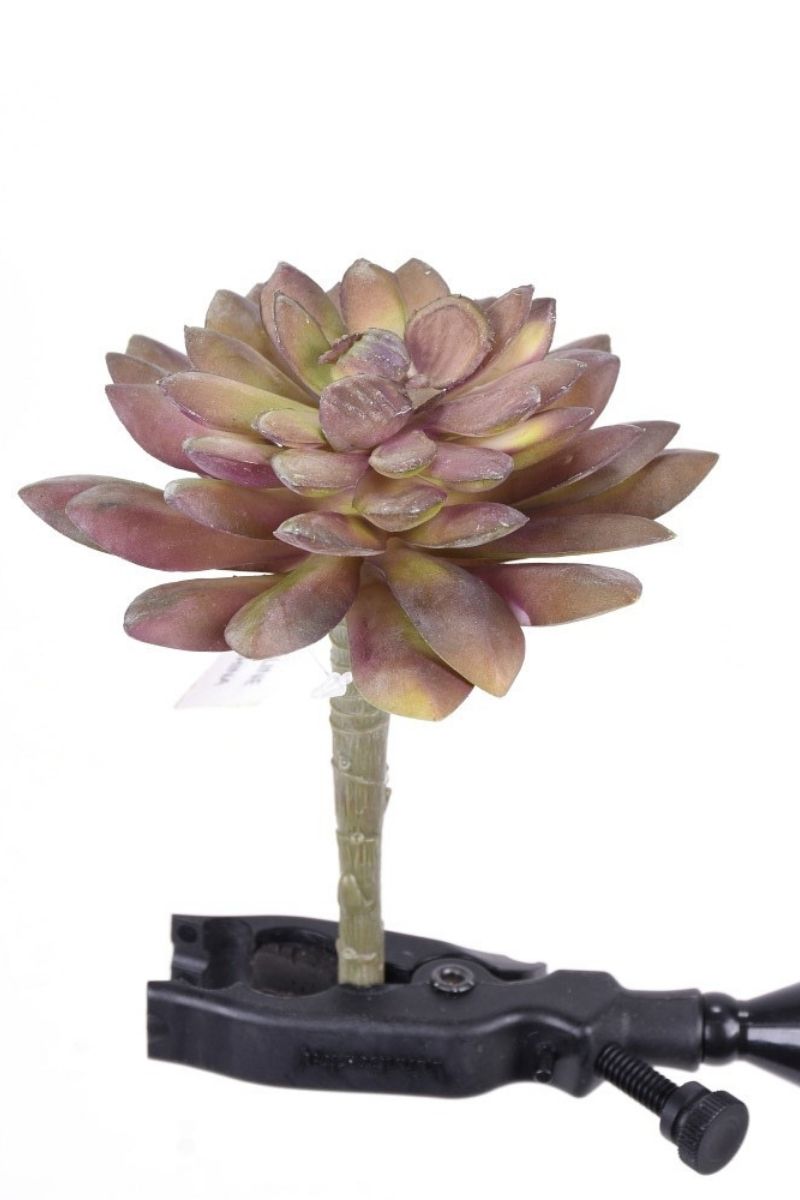 SILK, ECHEVERIA SUCC 5"