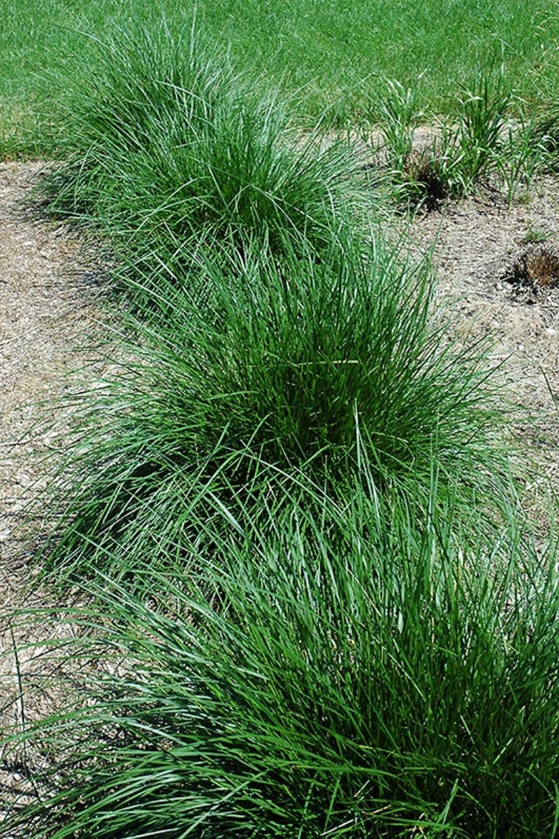 Grass, Tufted Hair