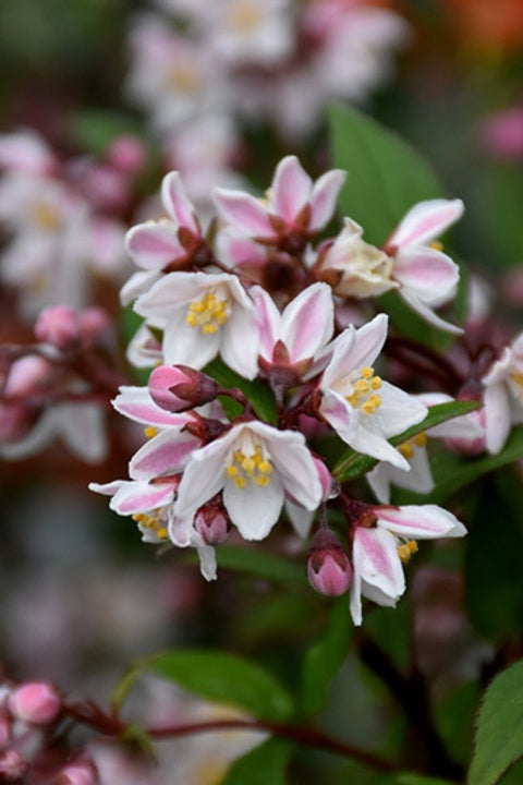 Deutzia, Nikko'S Blush