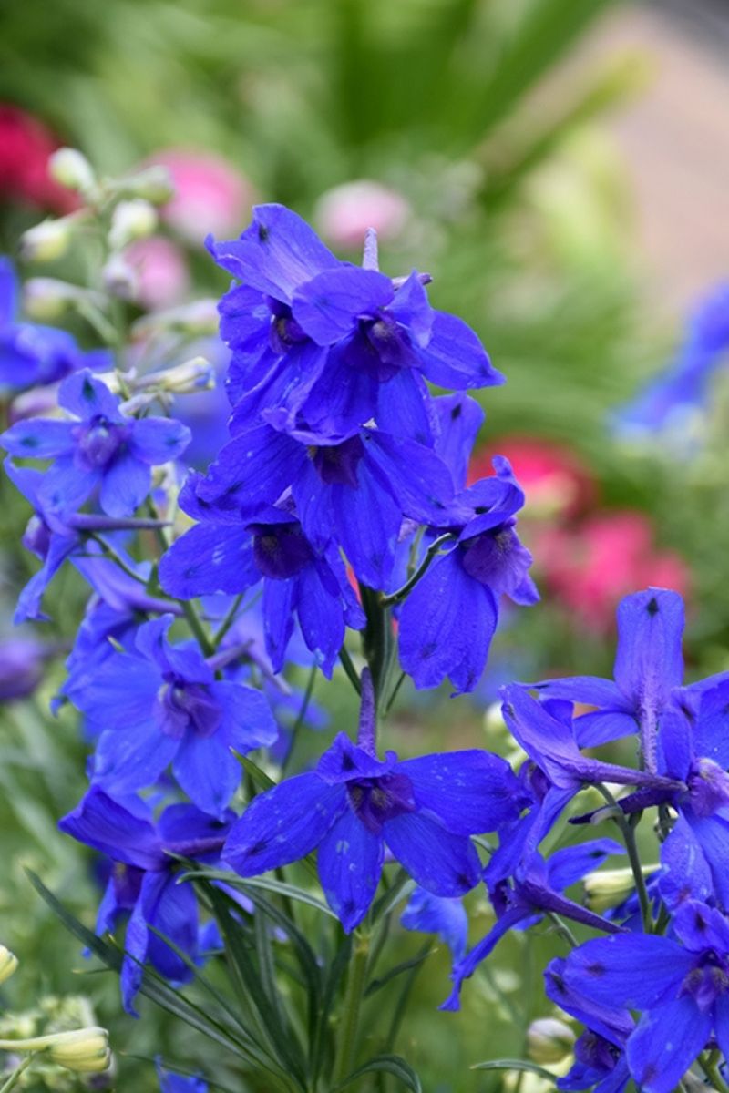 Delphinium, Summer Night