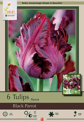 Tulip Black Parrot Bulbs 6/Pack