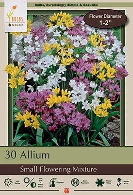 Allium Small Flowering Mixture Bulbs 30/Pack